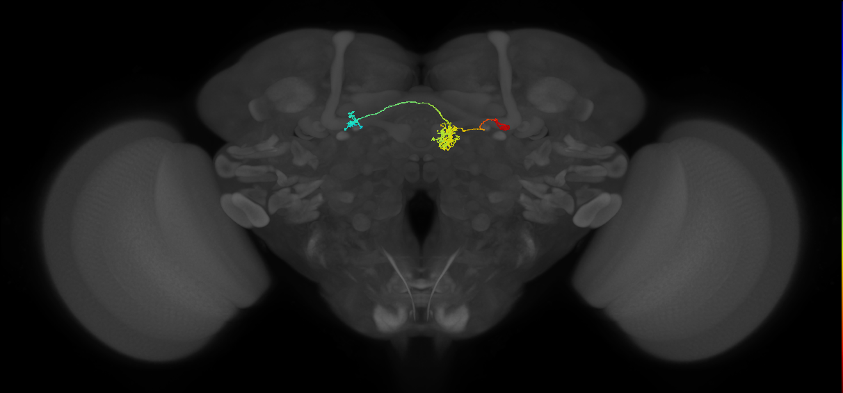 FR2(FQ4)_C3_R_small (FlyEM-HB:1031828247)