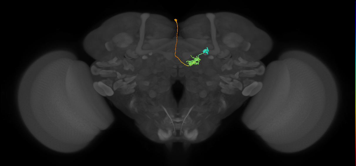 FR2(FQ4)_C1_L_small (FlyEM-HB:357663649)