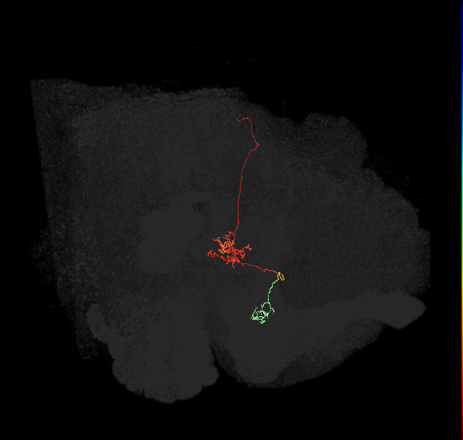 FR2(FQ4)_C9_L_small (FlyEM-HB:1168331947)