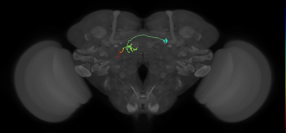 FR2(FQ4)_C9_L_small (FlyEM-HB:1168331947)