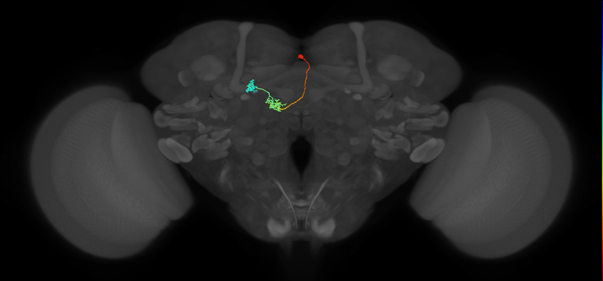 FR2(FQ4)_C9_R_small (FlyEM-HB:663242420)