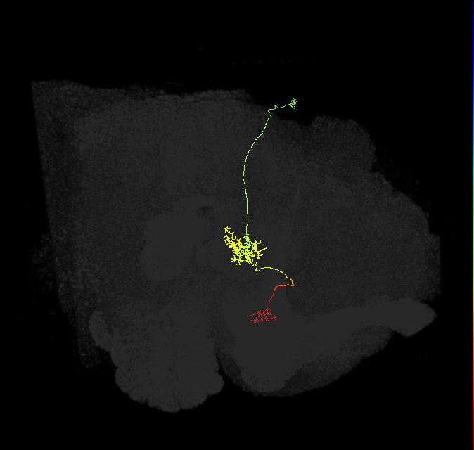 FR2(FQ4)_C2_R_small (FlyEM-HB:1124255029)