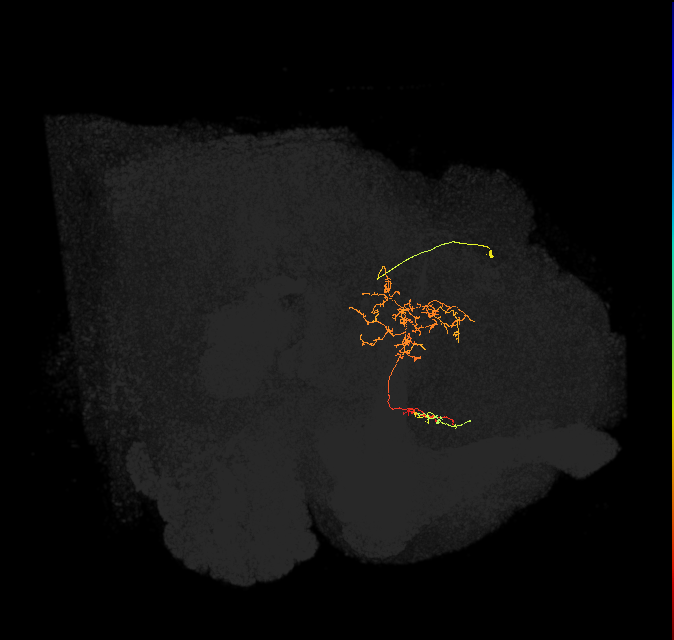 FS1A(FQ9)_C6_R (FlyEM-HB:915964748)