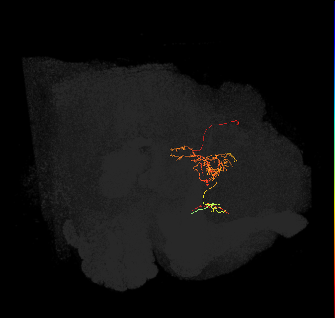 FS1A(FQ9)_C6_L (FlyEM-HB:885257938)