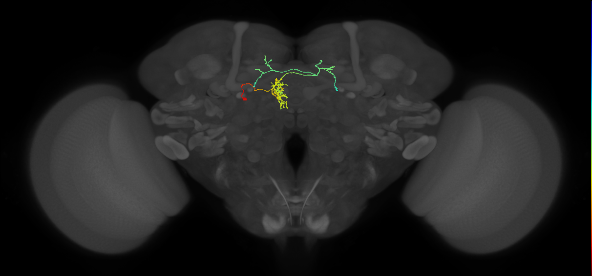 FS1A(FQ9)_C7_L (FlyEM-HB:1044800536)