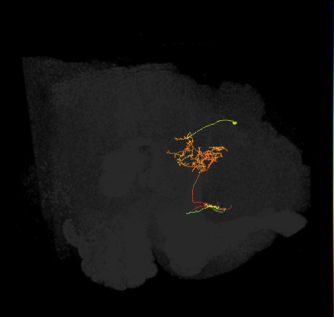 FS1A(FQ9)_C6_R (FlyEM-HB:951808062)