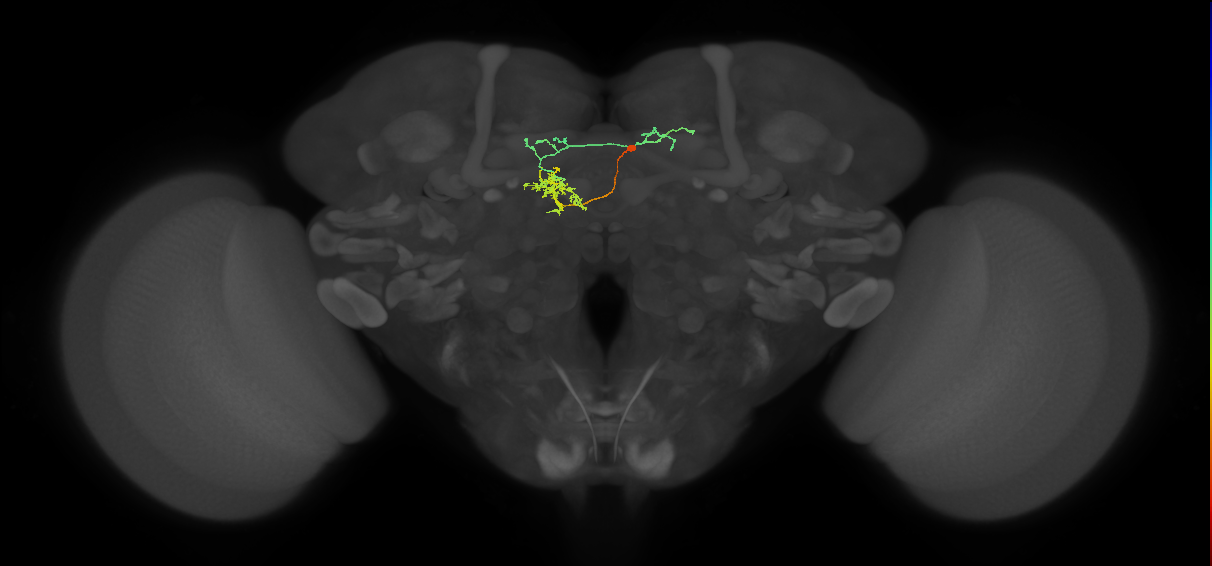 FS1A(FQ9)_C8_R (FlyEM-HB:1075611602)