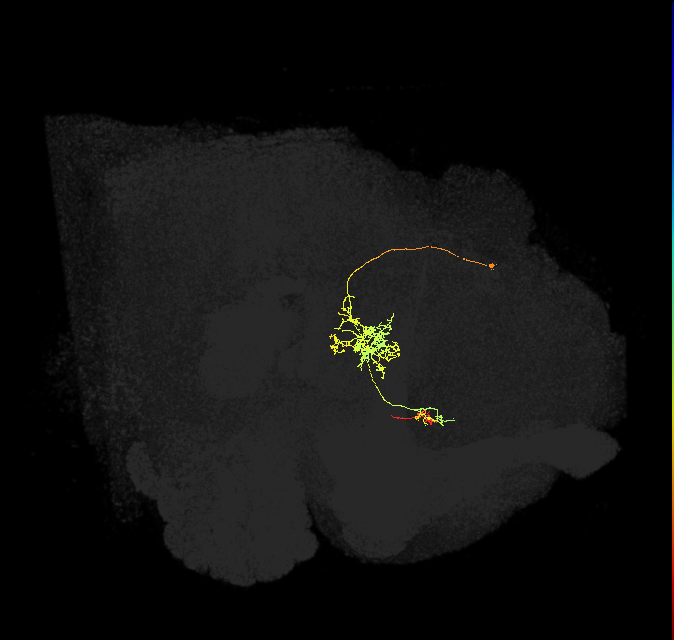 FS1A(FQ9)_C2_L (FlyEM-HB:1014102651)