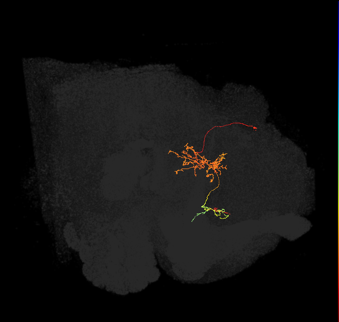 FS1A(FQ9)_C6_L (FlyEM-HB:983426636)