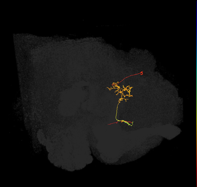 FS1A(FQ9)_C5_L (FlyEM-HB:976994022)