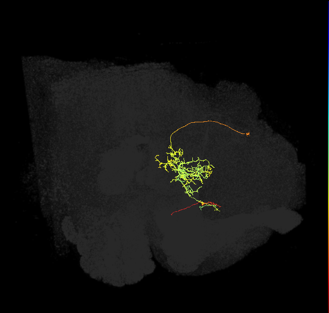 FS1A(FQ9)_C2_L (FlyEM-HB:1014474192)