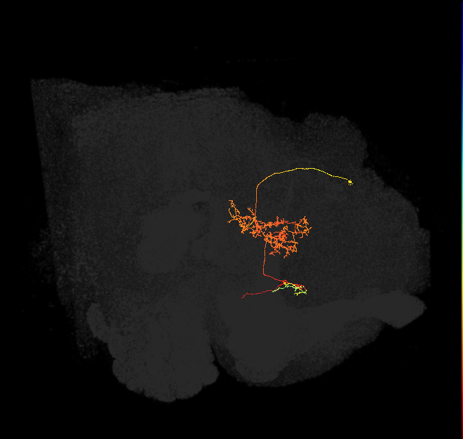 FS1A(FQ9)_C7_R (FlyEM-HB:1044918145)