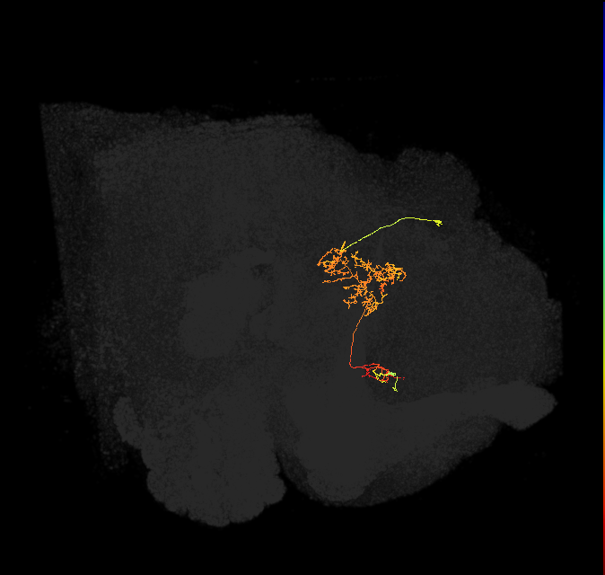 FS1A(FQ9)_C6_R (FlyEM-HB:1039085109)