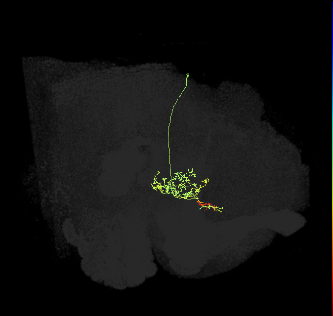 FS1A(FQ9)_C1_R (FlyEM-HB:5813022923)