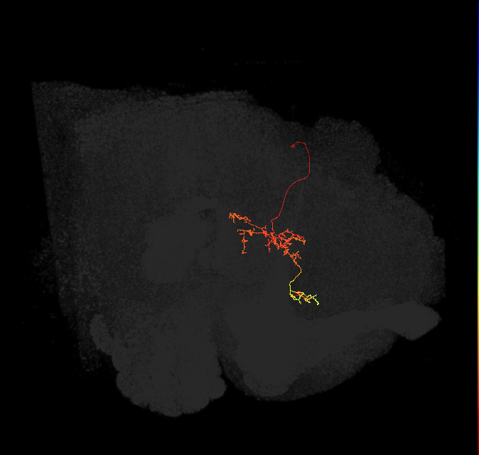 FS1A(FQ9)_C7_L (FlyEM-HB:1106888382)