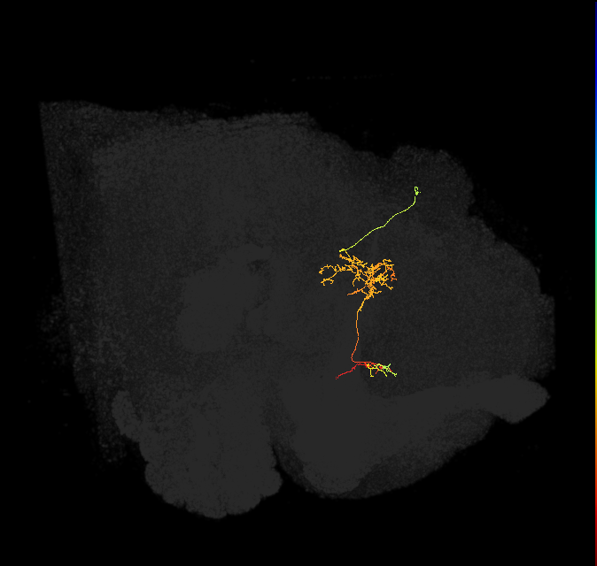 FS1A(FQ9)_C5_R (FlyEM-HB:1039426238)