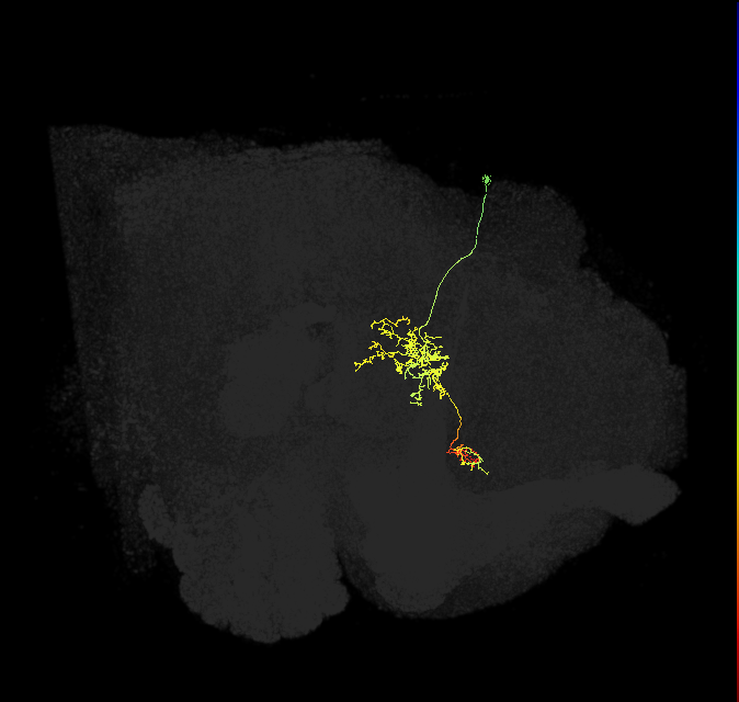 FS1A(FQ9)_C3_R (FlyEM-HB:1136252170)