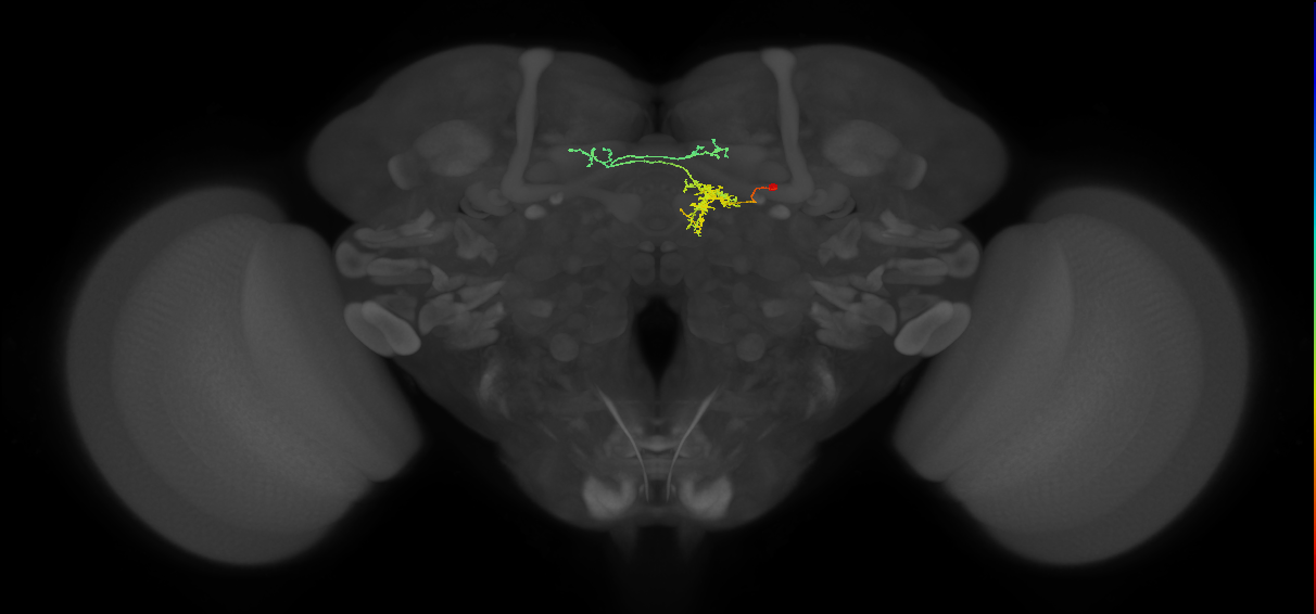 FS1A(FQ9)_C3_R (FlyEM-HB:1136252170)