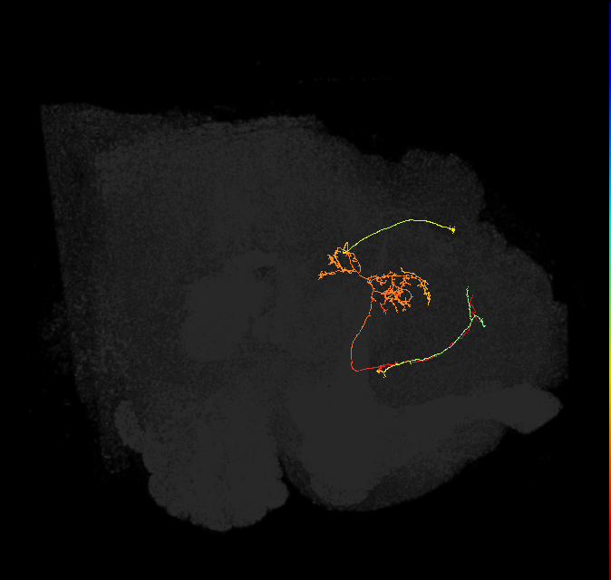 FS1B(FQ9)_C6_R (FlyEM-HB:794945885)