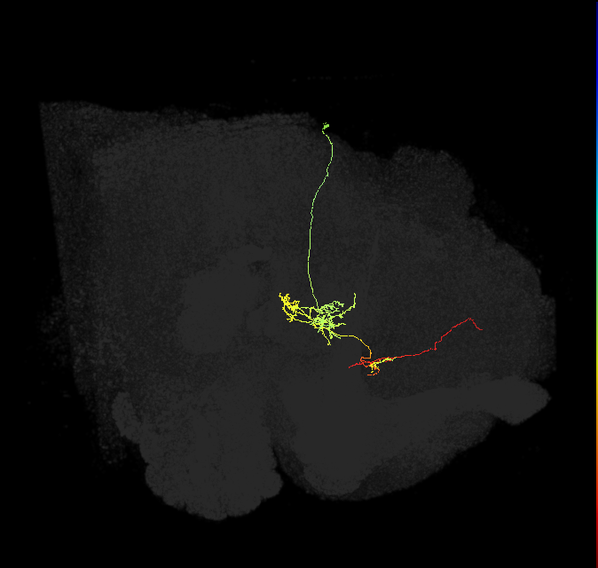 FS1B(FQ9)_C2_R (FlyEM-HB:794945765)