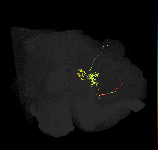 FS1B(FQ9)_C3_R (FlyEM-HB:1166592256)