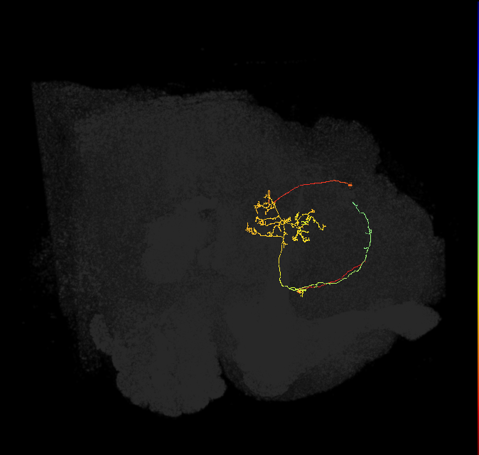 FS1B(FQ9)_C4_L (FlyEM-HB:667936188)
