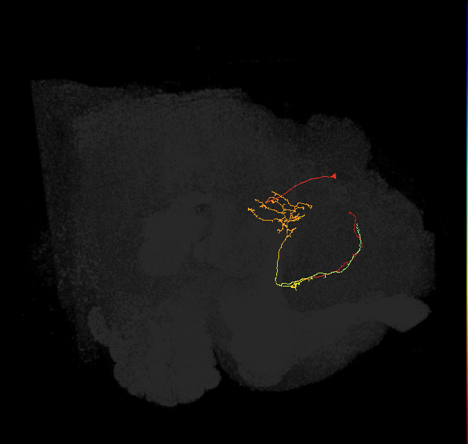 FS1B(FQ9)_C5_L (FlyEM-HB:1070102684)