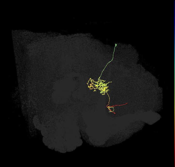 FS1B(FQ9)_C3_R (FlyEM-HB:1135898324)