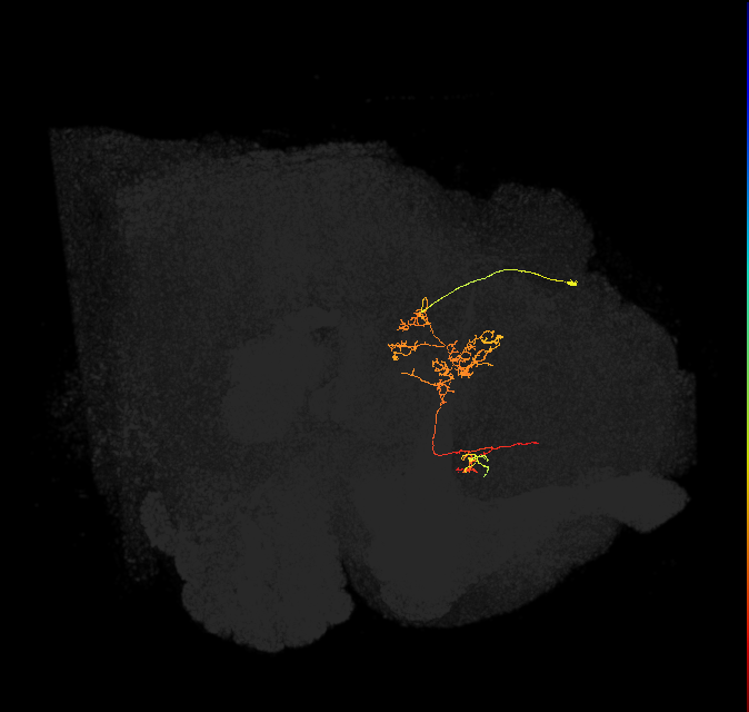 FS1B(FQ9)_C6_R (FlyEM-HB:1008369339)