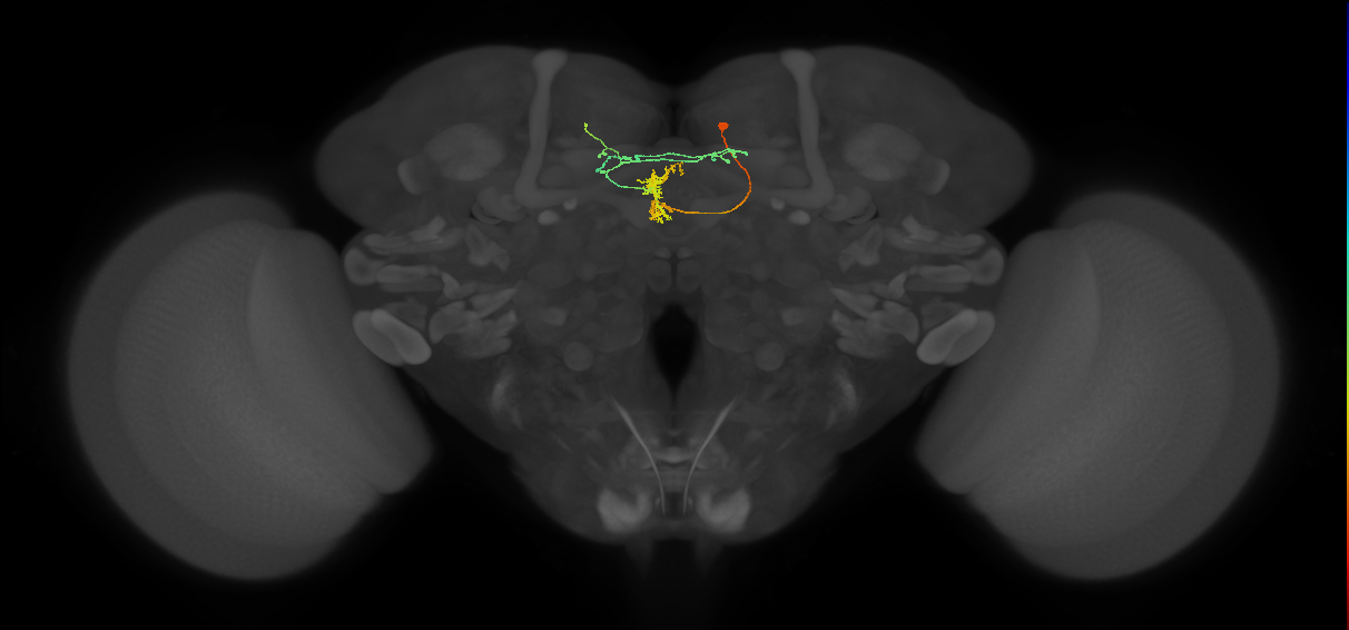 FS1B(FQ9)_C6_R (FlyEM-HB:1008369339)