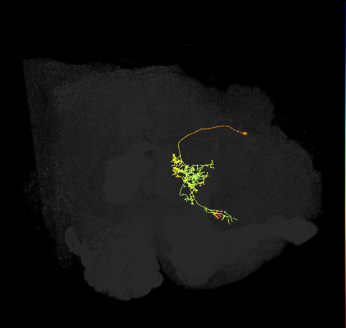 FS1B(FQ9)_C2_L (FlyEM-HB:983767602)