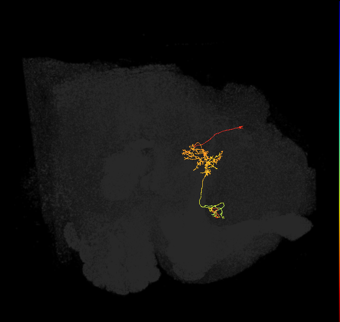 FS1B(FQ9)_C5_L (FlyEM-HB:1039754434)
