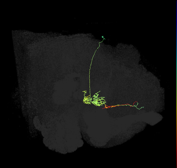 FS2(FQ10)_C1_R (FlyEM-HB:1229309429)