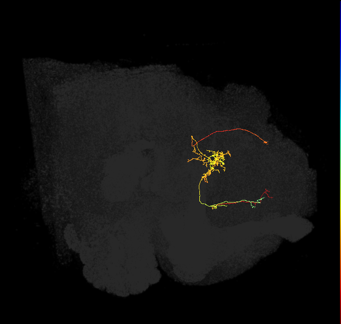 FS2(FQ10)_C4_L (FlyEM-HB:977002807)
