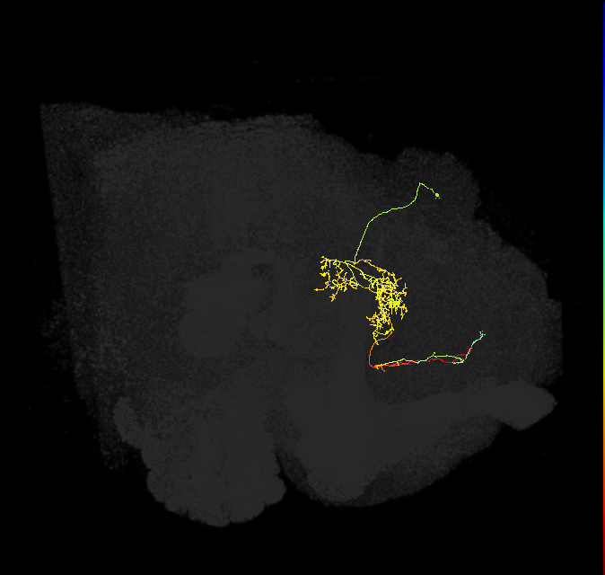 FS2(FQ10)_C4_R (FlyEM-HB:1009038430)
