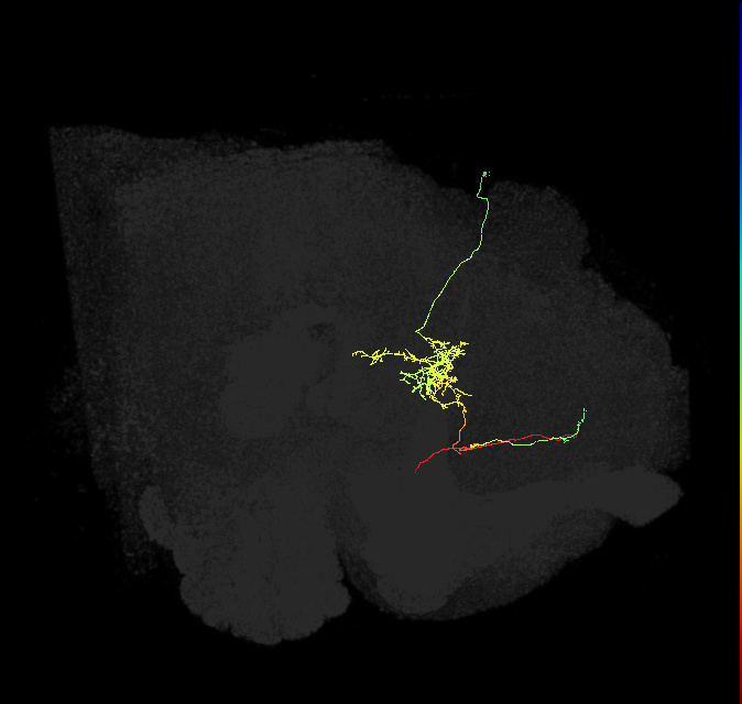 FS2(FQ10)_C3_R (FlyEM-HB:1132824528)