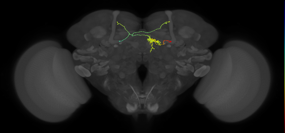 FS2(FQ10)_C3_R (FlyEM-HB:1132824528)