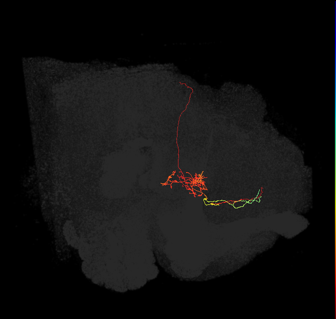 FS2(FQ10)_C8_L (FlyEM-HB:858030363)