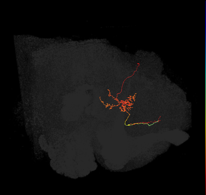 FS2(FQ10)_C7_L (FlyEM-HB:972633484)