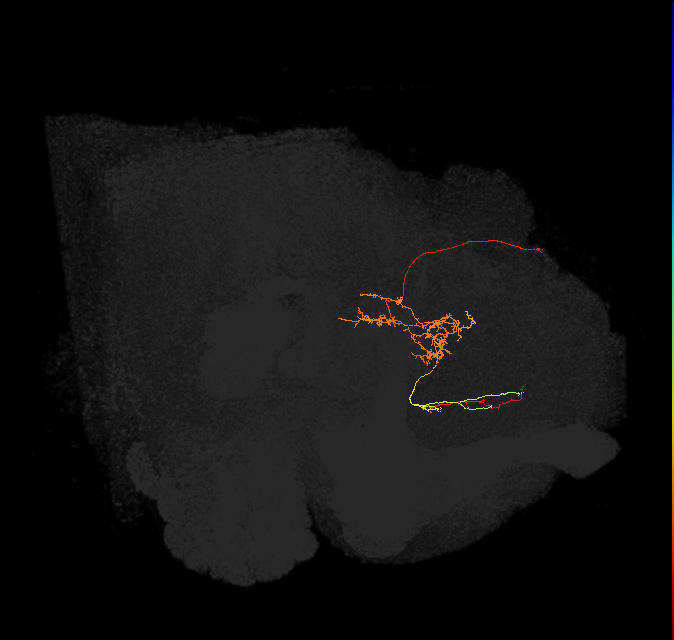 FS2(FQ10)_C6_L (FlyEM-HB:5813016568)