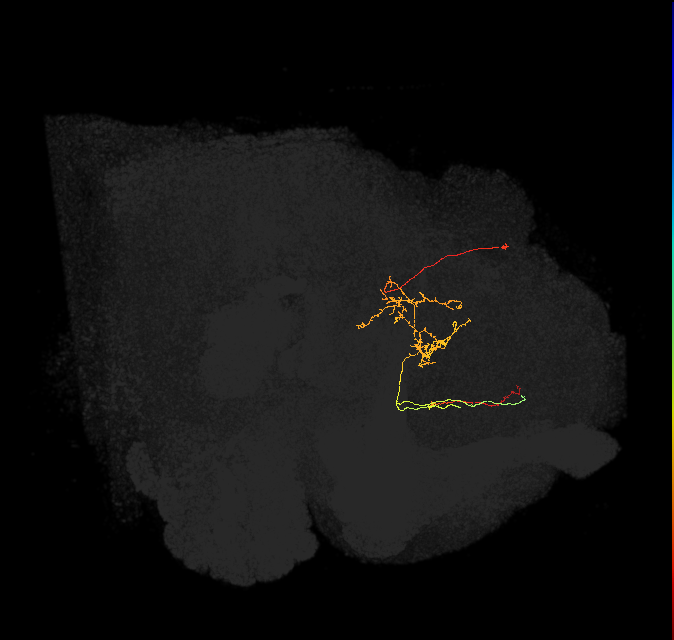 FS2(FQ10)_C5_L (FlyEM-HB:915947054)