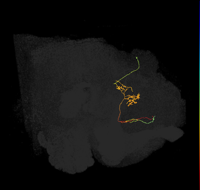 FS2(FQ10)_C5_R (FlyEM-HB:915605935)