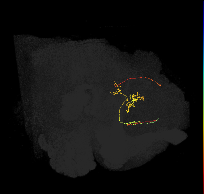 FS2(FQ10)_C4_L (FlyEM-HB:978004433)