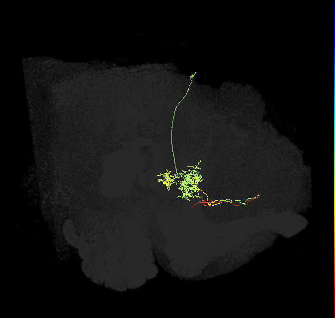 FS2(FQ10)_C2_R (FlyEM-HB:1197251489)