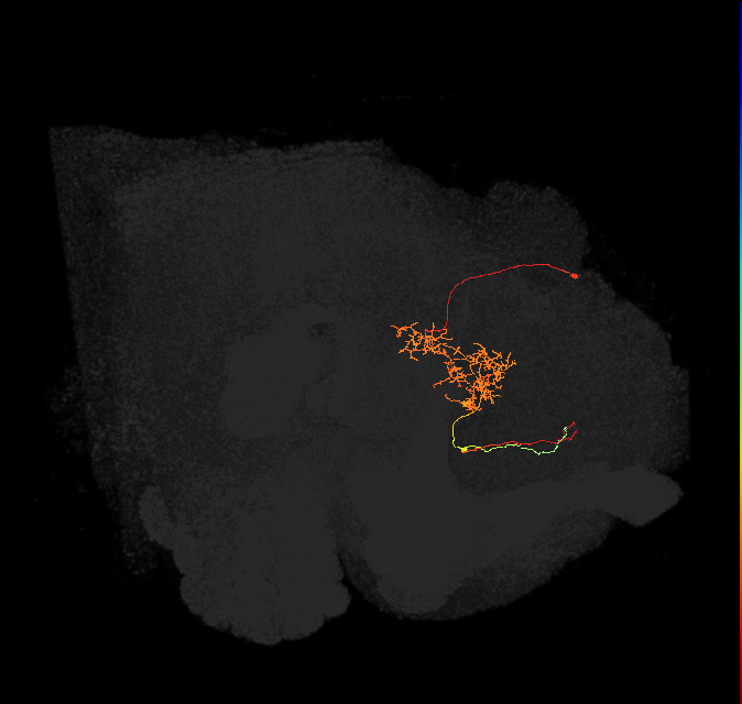 FS2(FQ10)_C6_L (FlyEM-HB:916646694)