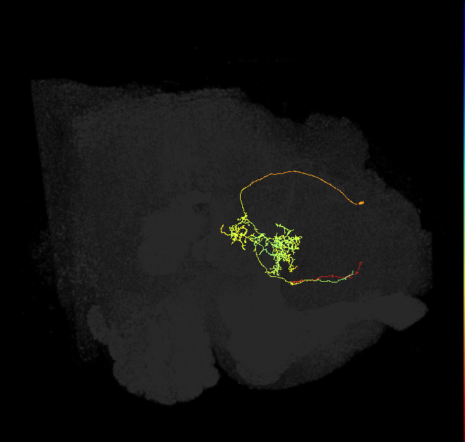 FS2(FQ10)_C2_L (FlyEM-HB:5813041405)
