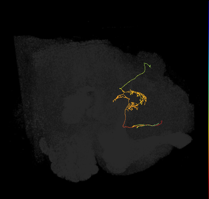 FS2(FQ10)_C5_R (FlyEM-HB:915610732)