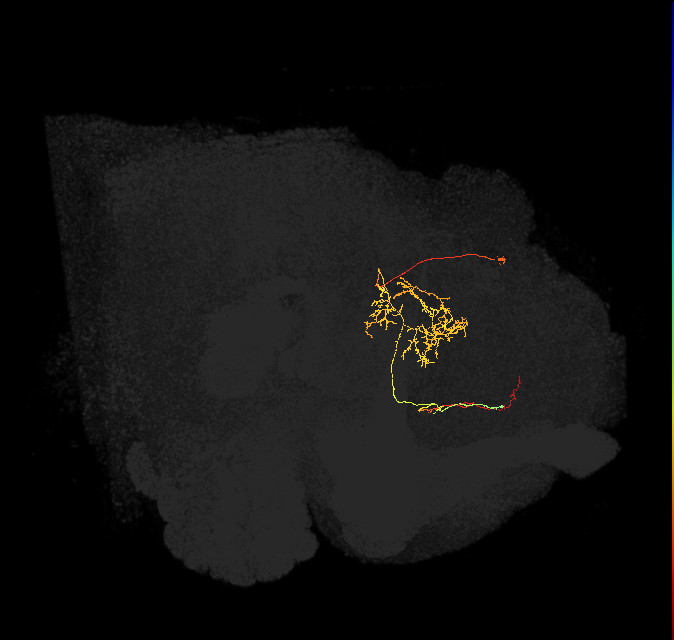 FS2(FQ10)_C4_L (FlyEM-HB:916288692)