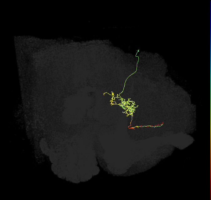 FS2(FQ10)_C3_R (FlyEM-HB:5813059875)