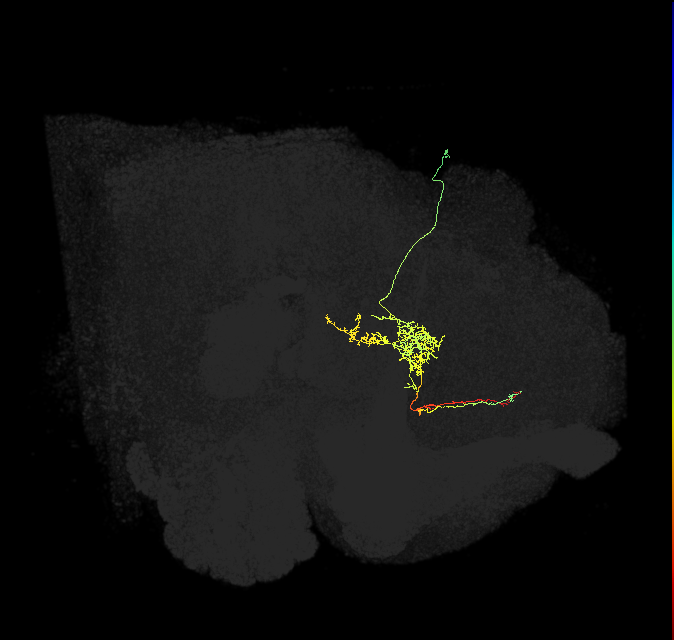 FS2(FQ10)_C3_R (FlyEM-HB:5813037881)